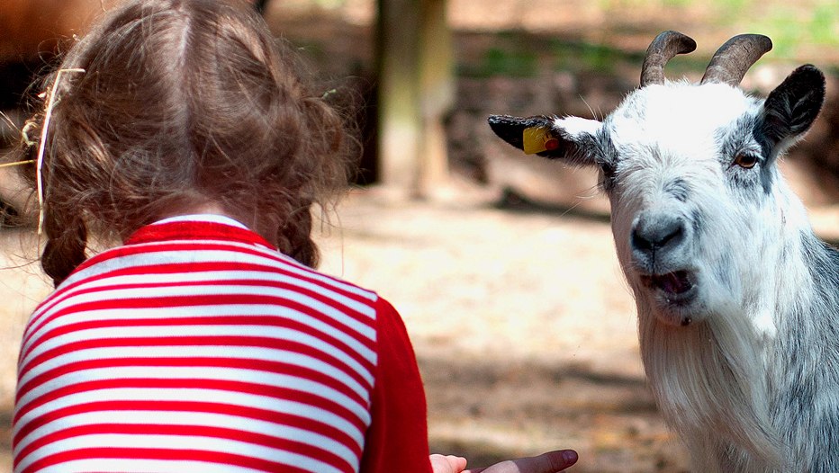 Kleine und große Schmuser hautnah in unserem Streichelzoo entdecken, © Campingplatz & Ferienhausanlage Banzelvitz