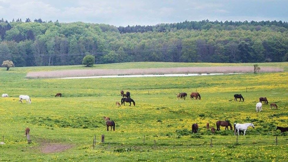 Auf den Weiden des Gestüt Ganschow können Mutterstuten mit ihren Fohlen, Absetzer und Rentner ihr Leben genießen, © Gestüt Ganschow