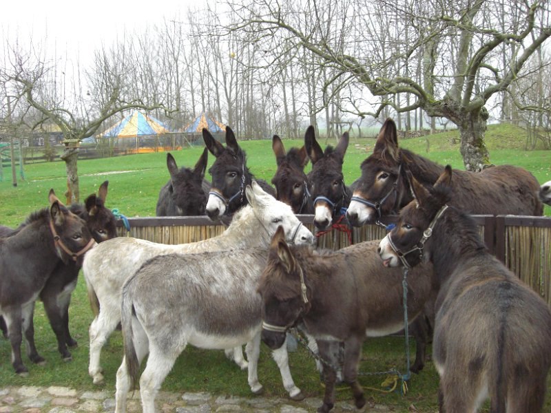 Die Eselfamilie, © Eselhof Schlage