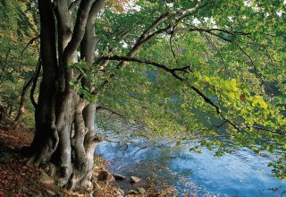 Am Ufer des Schmalen Luzins trifft Wald auf Wasser, © TMV/Grundner