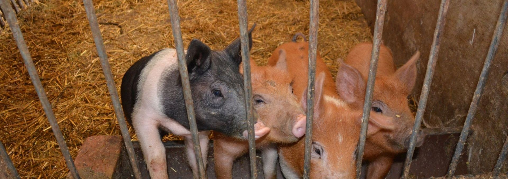 Die liebenswerten Schweine des Dinserhofs, © Dinserhof