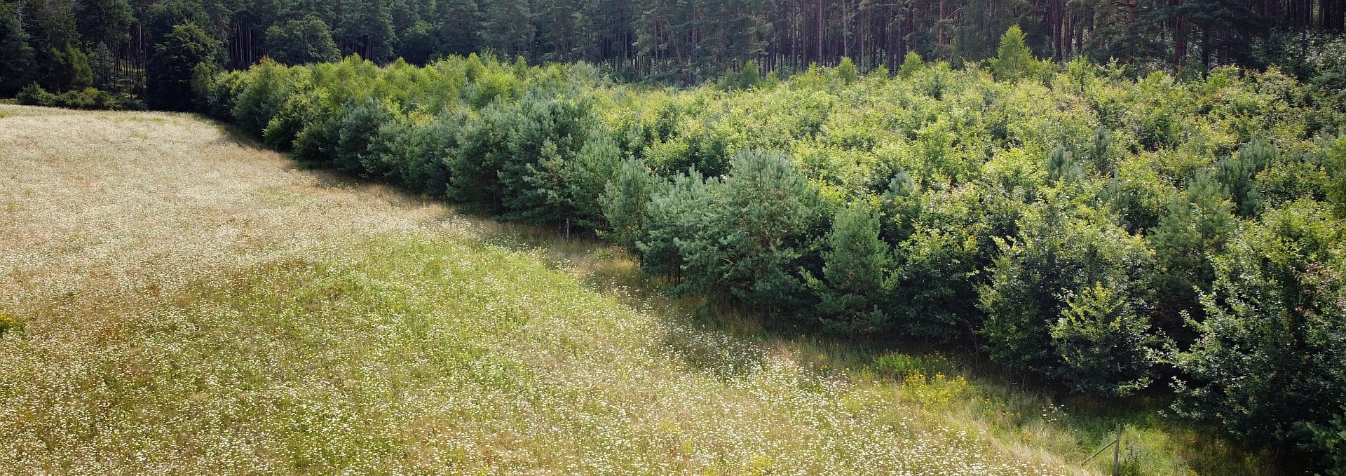 Klimawald Neustrelitz, © Landesforst MV