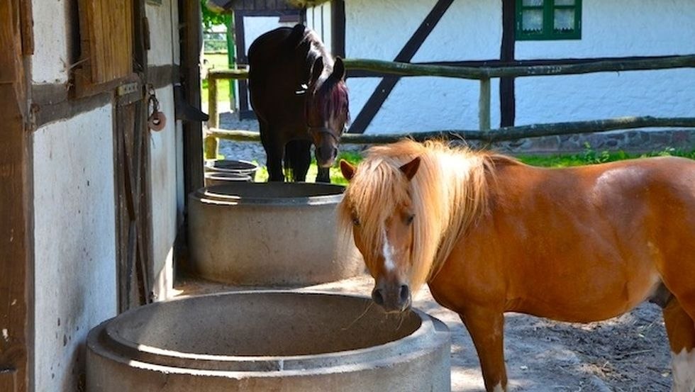 Pferdehof Schwalbennest: Unsere Ponys sind ein Paradies für die Kleinsten und genießen das Saufen an der Wassertränke., © Pferdehof Schwalbennest/ Kottke