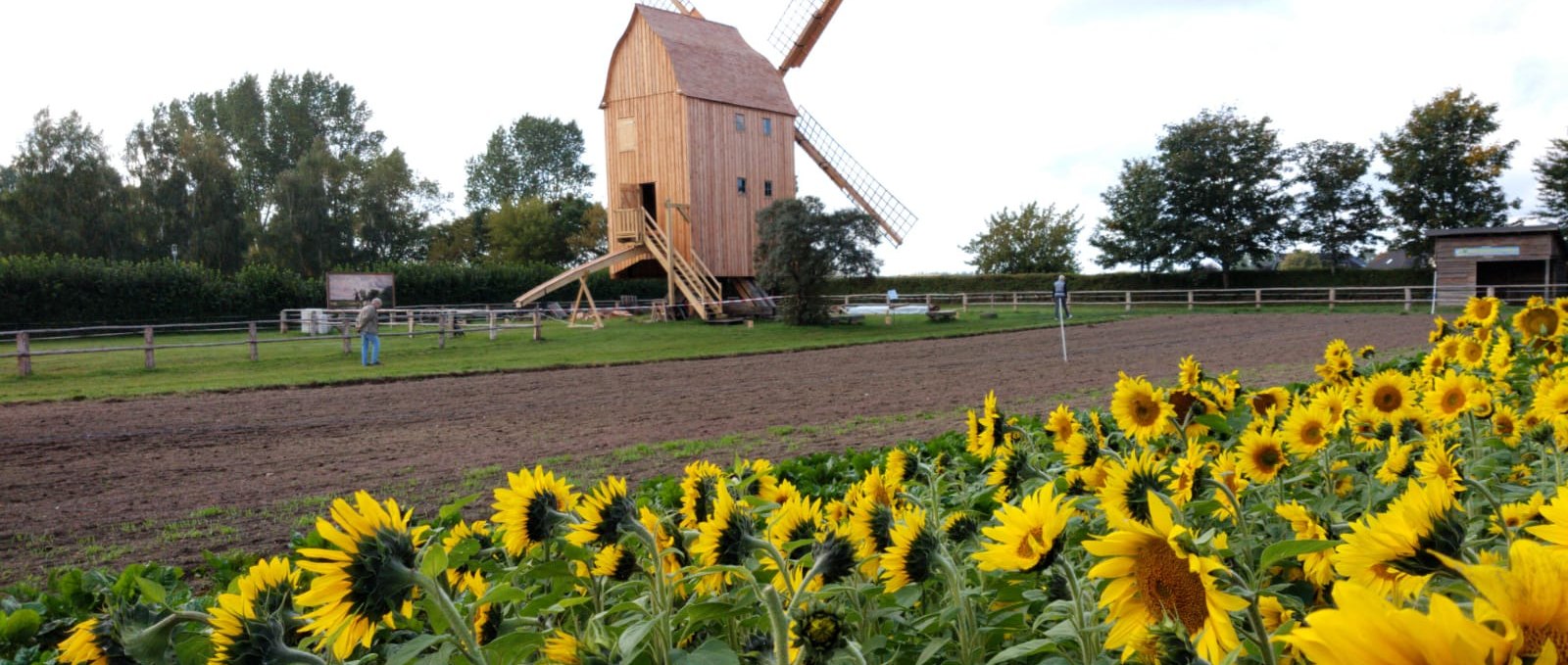 Die letzte Bockwindmühle in der Region steht im Freilichtmuseum Klockenhagen., © Freilichtmuseum Klockenhagen