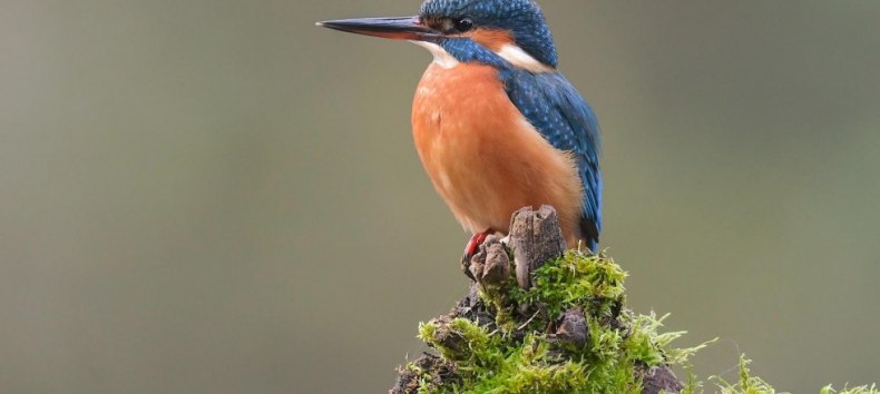 Eisvogel-Tour, © Mirko Hecht