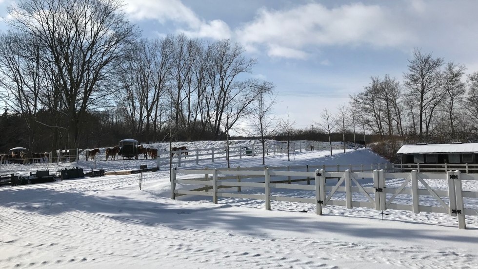 Auch im Winter gibt es auf Reiterhof Sallenthin viel zu sehen, © Reiterhof Sallenthin