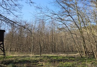 Seit 2009 wachsen die Bäume im Klimawald Damerow (Insel Usedom), © Landesforst MV