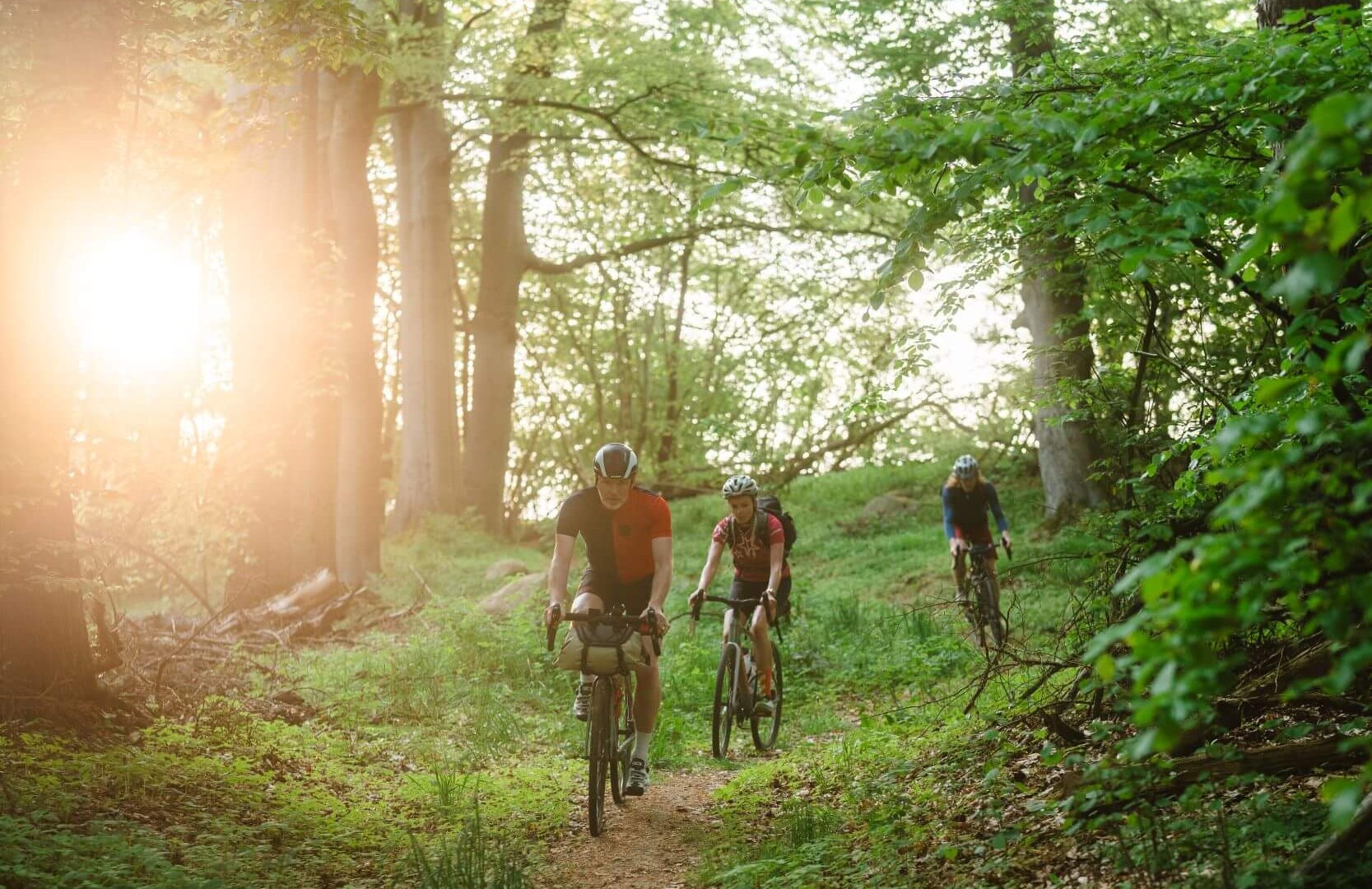 Die Abfahrt vom Himmelfahrtsberg nach Demmin führt durch einen wunderschönen Buchen- und Kastanienwald. 