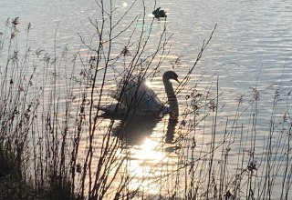 Boddentour mit der Reederei Zingst, © Südliche Boddenküste