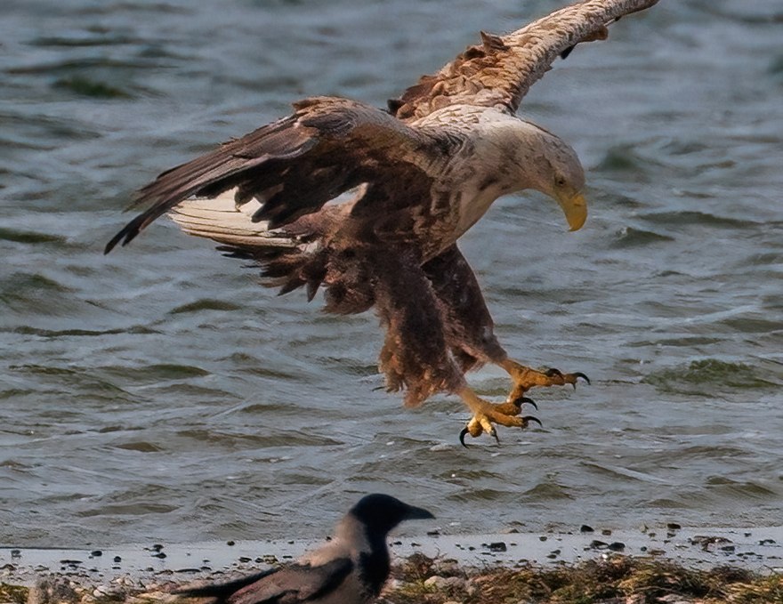 Adulter Seeadler, © Kevin Hempel