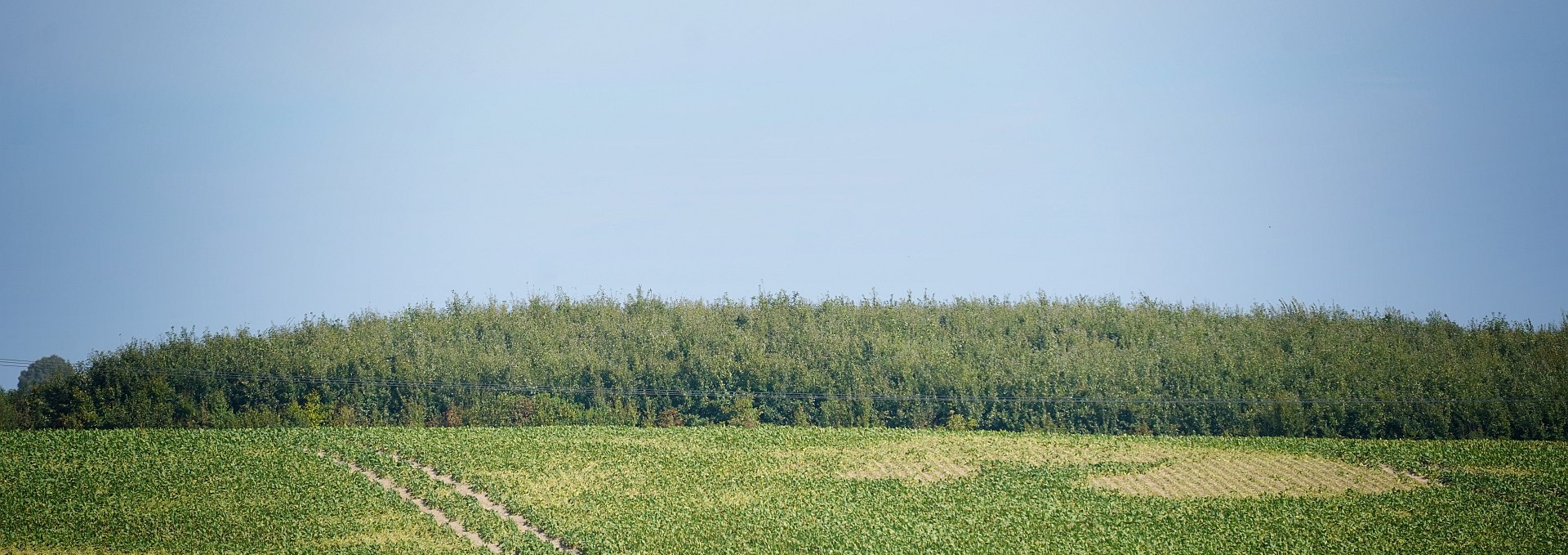 Klimawald Herren Steinfeld, © Landesforst MV