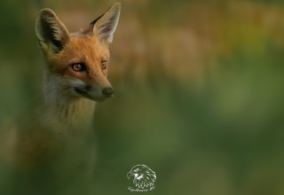 Jugendlicher Fuchs, © Vogeltouren MV