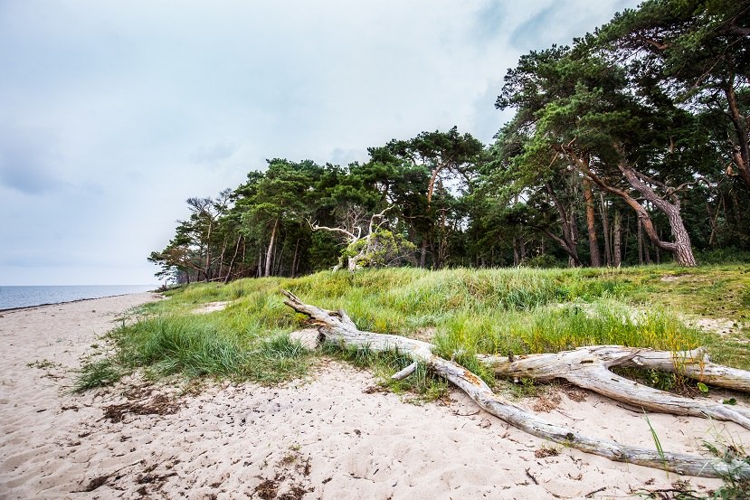 Küstenwald am Naturstrand von Ludwigsburg, © TMV/Krauss