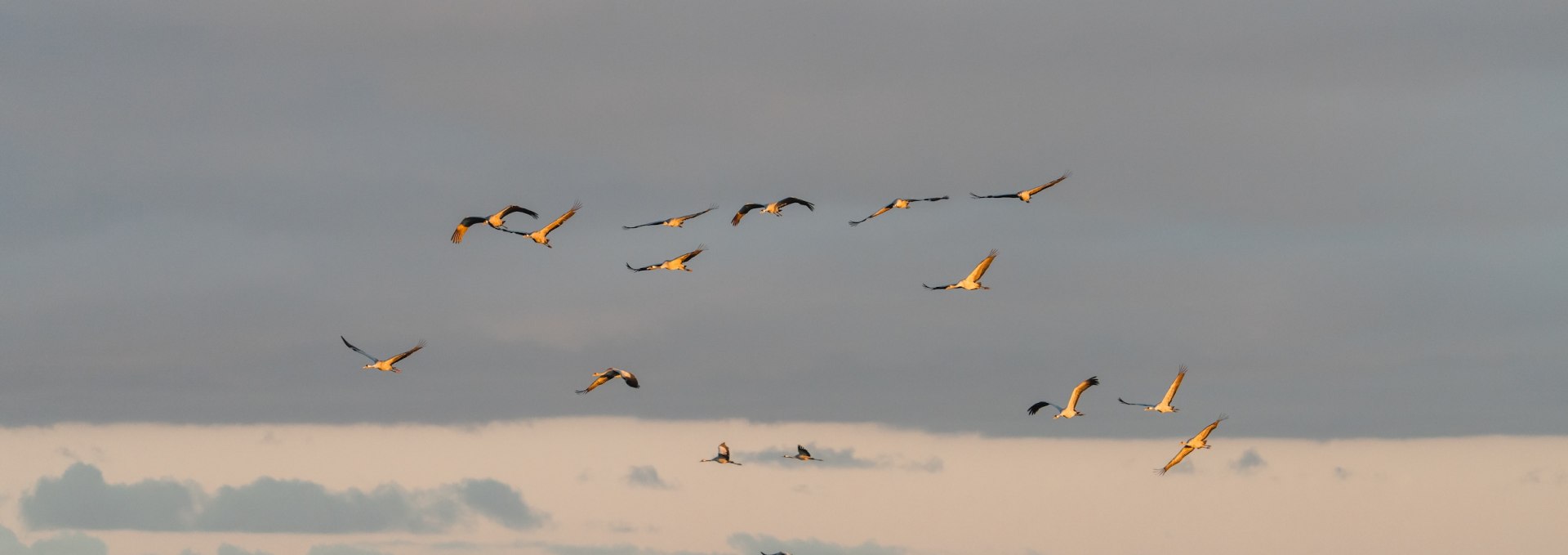 Kraniche fliegen bei Sonnenaufgang über einen See im Nationalpark Vorpommersche Boddenlandschaft, während weitere Kraniche im Wasser stehen.