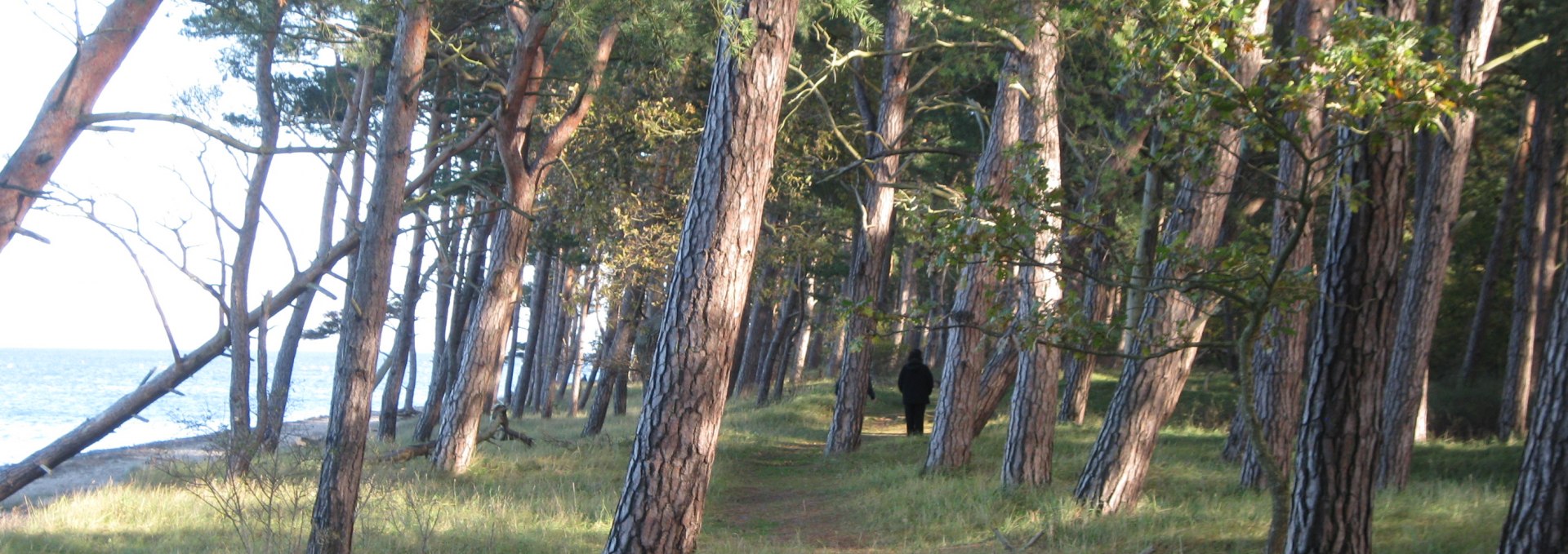 Küste und Wald am Ludwigsburger Strand, © Josephine Feldberg