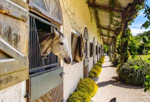 Die Reitanlagen im Land bieten viel Platz für Kinder, Erwachsene, Ponys und Pferde., © TMV/Bombis