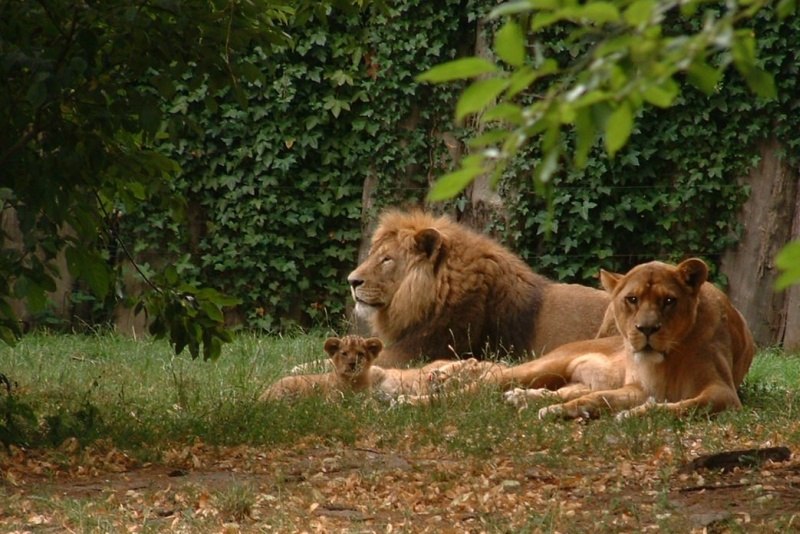 Löwen im Zoo Stralsund, © Zoo Stralsund