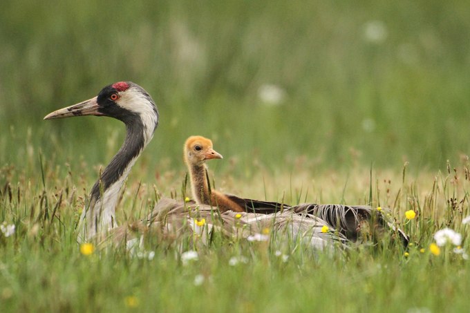 Kranich mit Jungem, © Knut Fischer