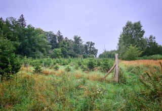 Klimawald Sehlen, © Landesforst MV