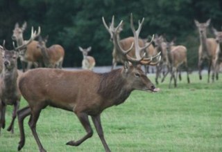 Wildgehege auf 35 ha für Dam- und Rotwild, Tiere werden lebend weitervermarktet oder das Wildfleisch kann im hauseigenem Hofladen gekauft werden, © AG Chemnitz