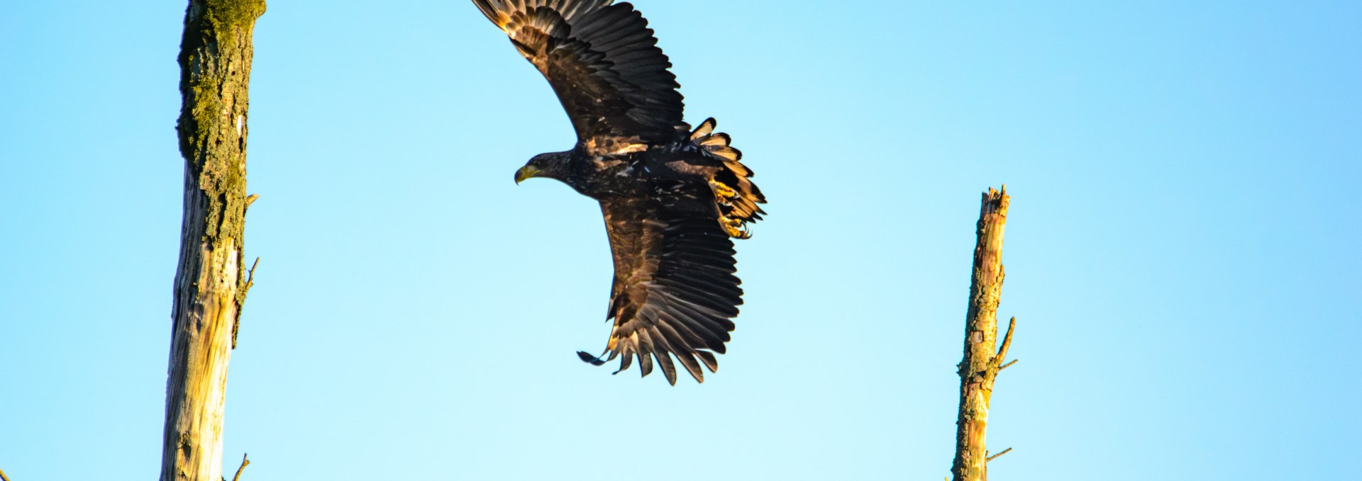 Reise ins Revier der Seeadler, © Vogeltouren MV