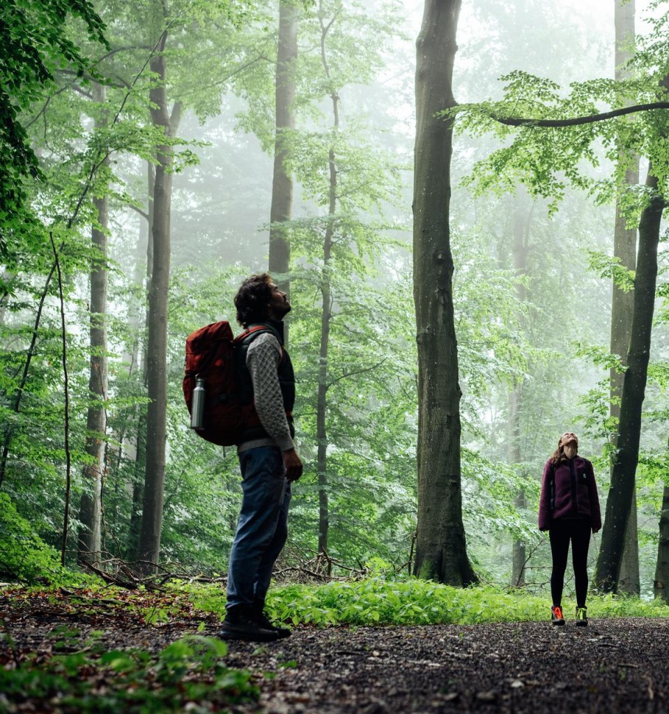 Ein Mann und eine Frau stehen in einem Wald und gucken zu den Baumwipfeln hoch