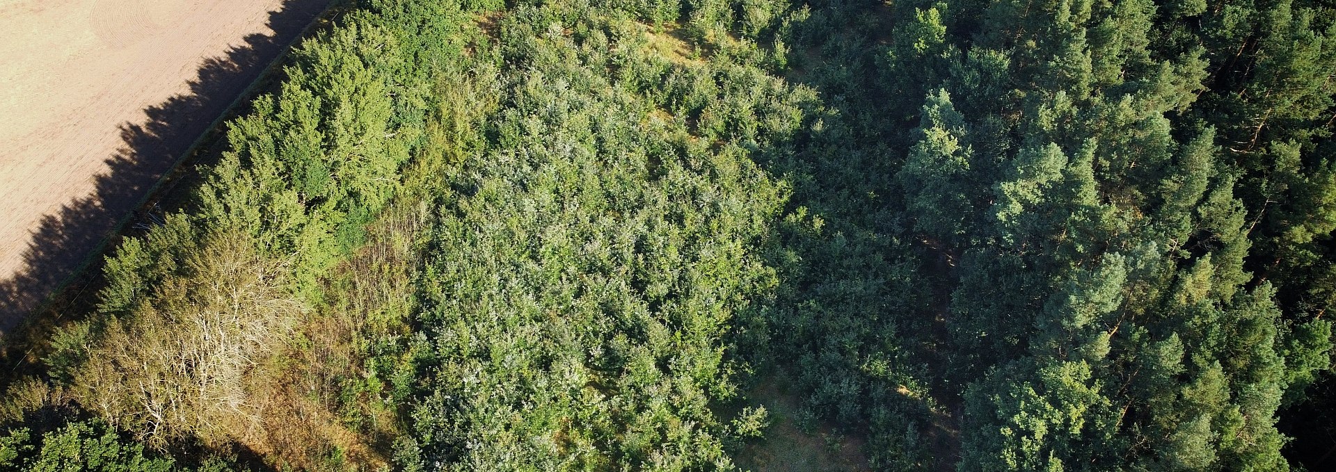 Klimawald Bad Kleinen, © Landesforst MV