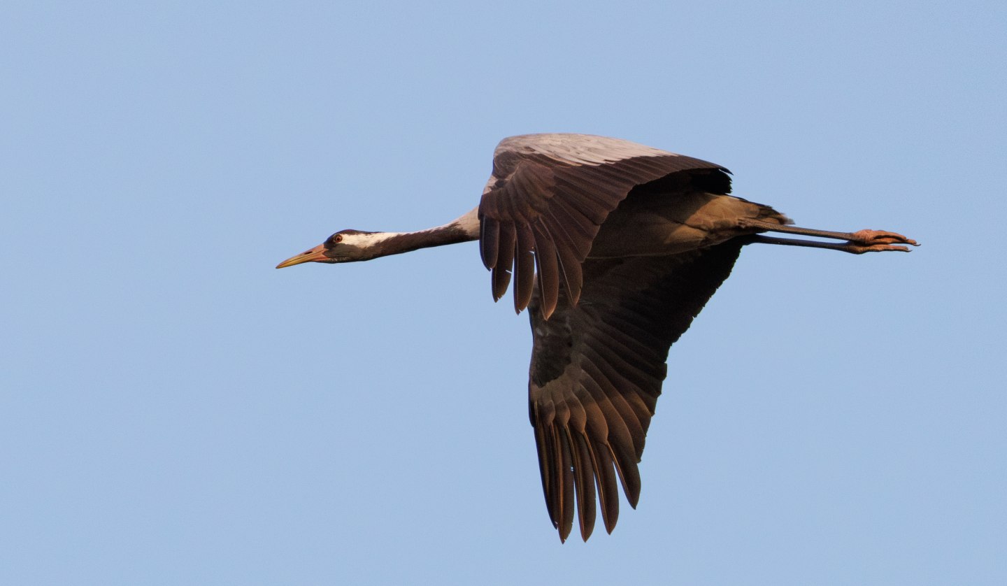 Kranich bei einer meiner Führungen, © Kevin Hempel/ Vogeltouren MV