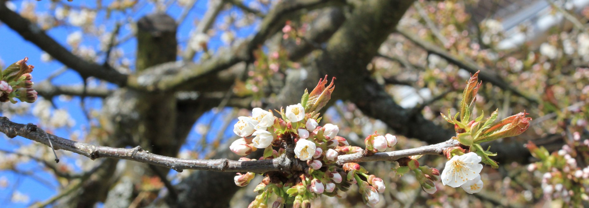 Obstblüte im Wildkräuterhof Winkelkraut, © Wildkräuterhof Winkelkraut / Antje Conrad