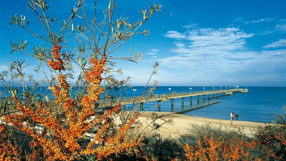 Sanddorn vor der Seebrücke von Kühlungsborn, © TMV, Thomas Grundner