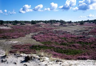 Heideblüte auf Hiddensee, © NPA Vorpommern