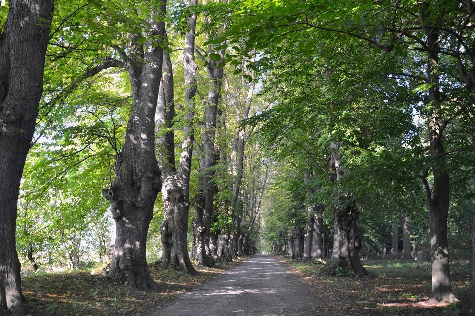 Baumallee im Kurpark Juliusruh, © Tourismuszentrale Rügen