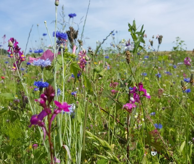 Wilde Blumenwiese am Wandelweg Sietow, © TMV/UB