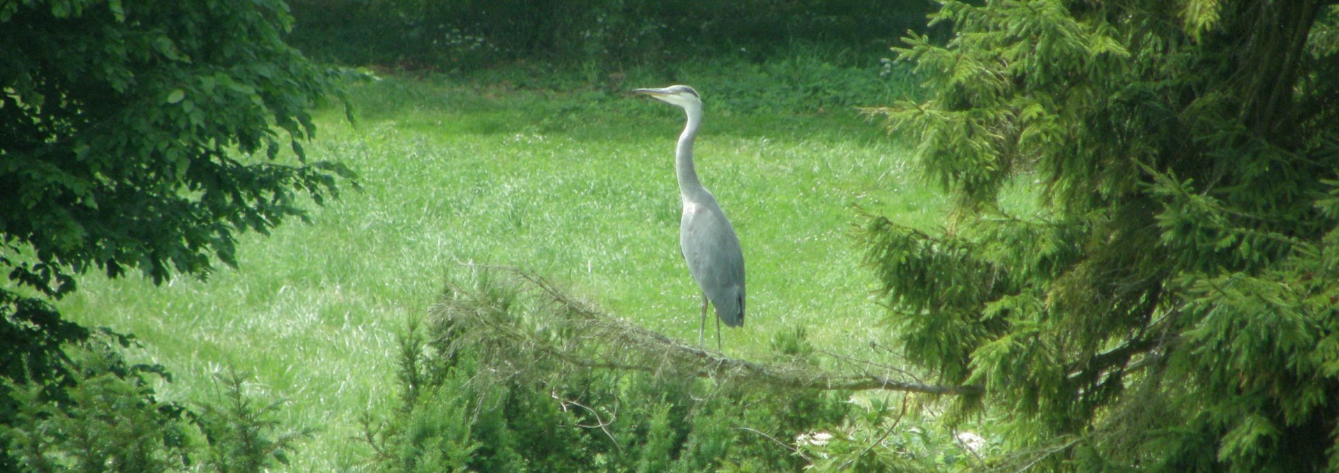 Beim Spaziergang durch den 12,5 ha großen Park kann man auch Reiher beobachten, © Kröger