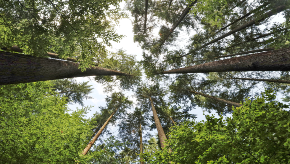 Douglasien bei Parchim, © TMV/Gohlke