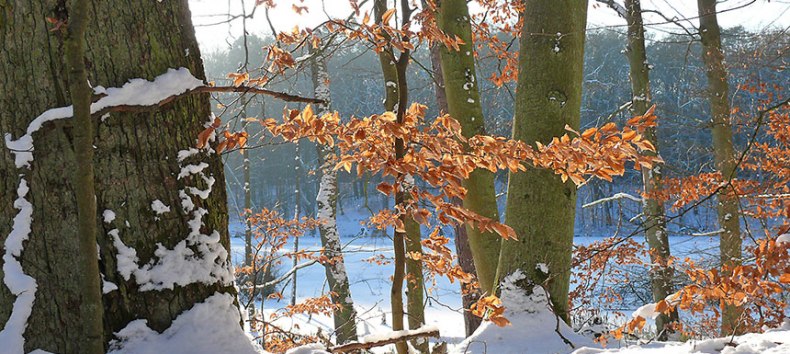 Wanderung ins neue Jahr, © Foto: Nationalparkamt Müritz