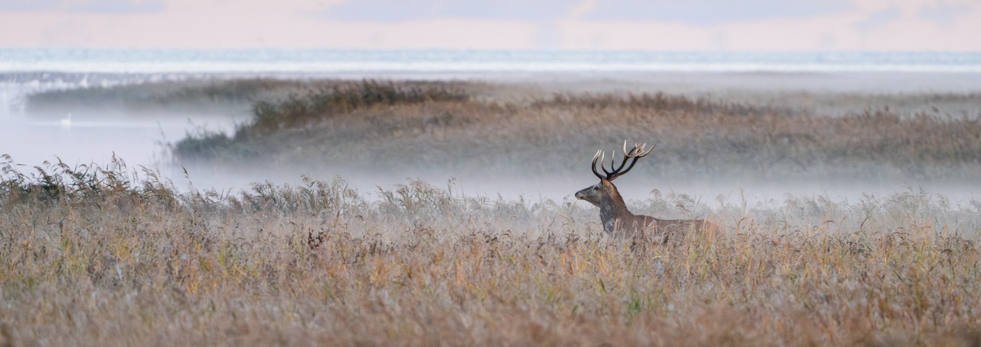 Ein kapitaler Hirsch steht inmitten von Schilf und Nebel im Nationalpark Vorpommersche Boddenlandschaft.