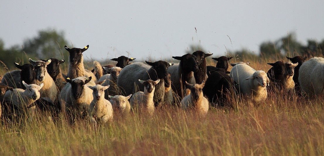 Schafe bei der Landschaftspflege am Hauptmannsberg, © Ritters Tierfoto