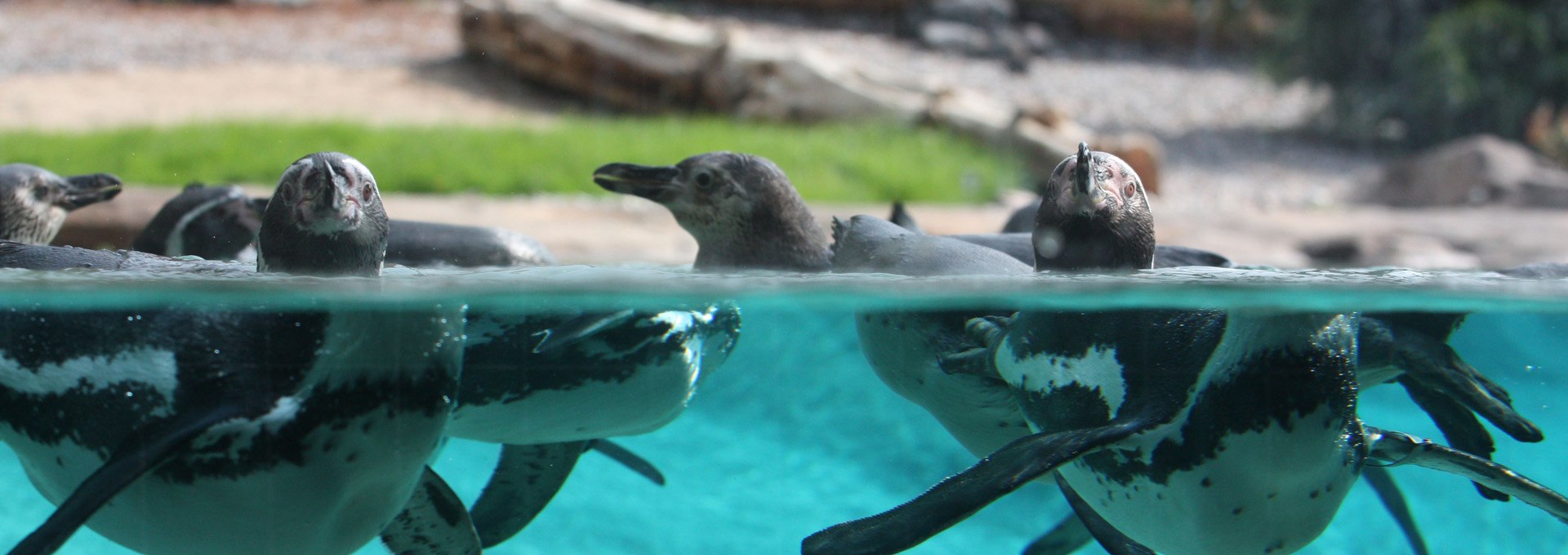 Pinguine im Polarium vom Zoo Rostock, © Zoo Rostock/Braun