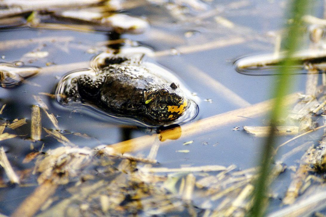 Im Festungsgraben leben noch wenige Exemplare der gefährdeten Rotbauchunke., © Wolfgang Stürzbecher