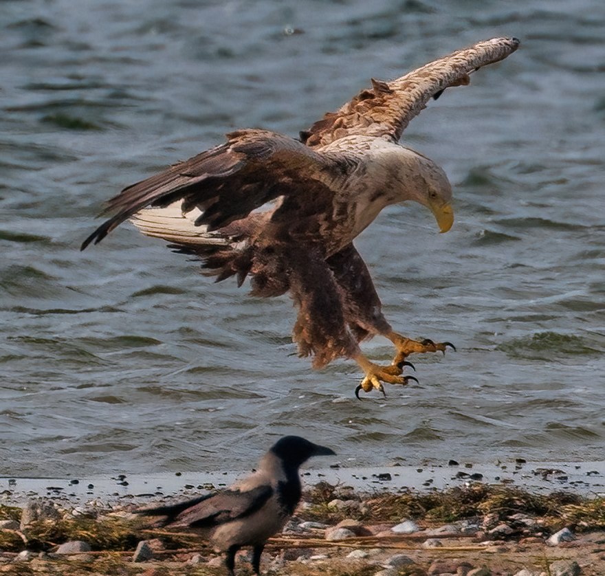 Adulter Seeadler, © Kevin Hempel