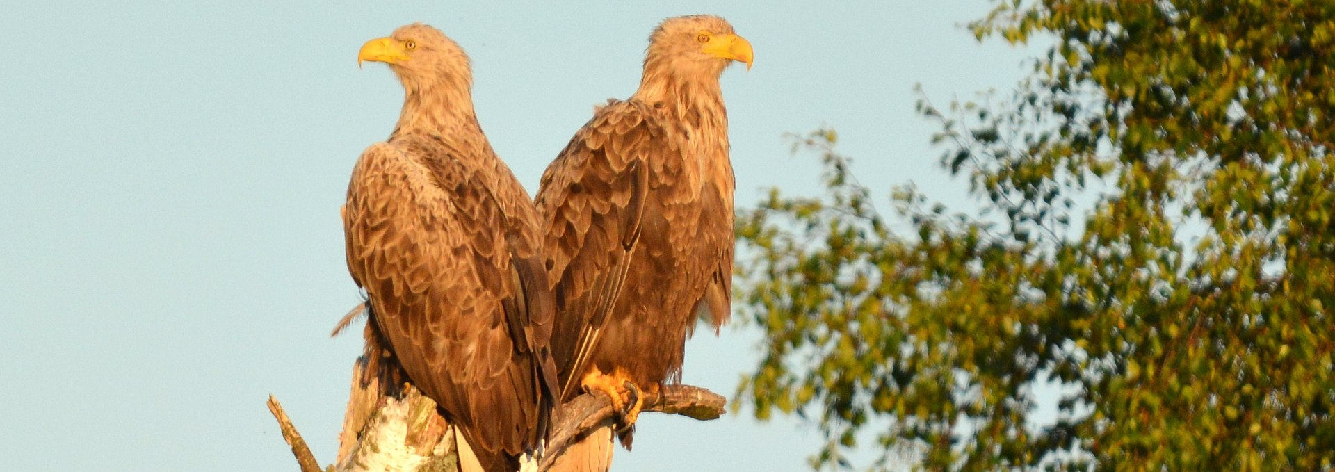 Seeadler-Pärchen in der Abendsonne am Ufer der Recknitz, © Thomas Naumann