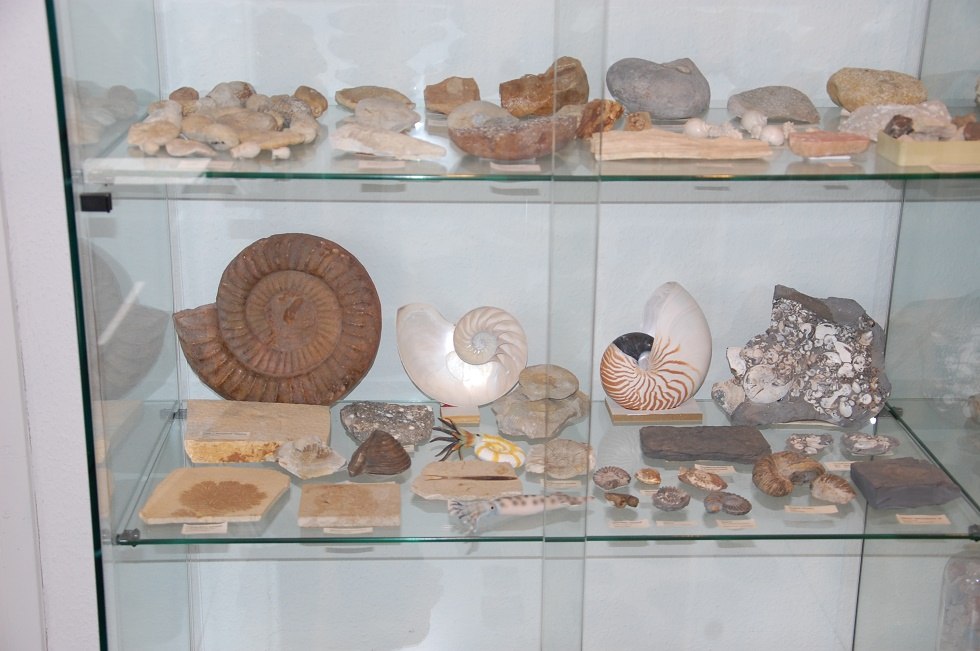 Die private Fossiliensammlung des Heimatkundlers H. J. Bötefür ist Bestandteil der Ausstellung., © Gabriele Skorupski