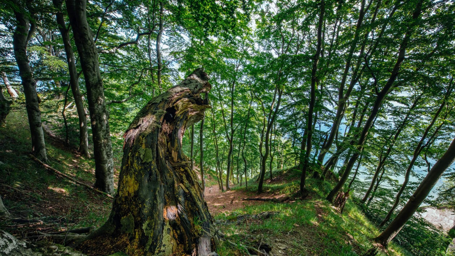 Der Mensch darf nicht eingreifen. Und auch nichts wegräumen. Die Natur kümmert sich um alles selbst., © TMV/Tiemann