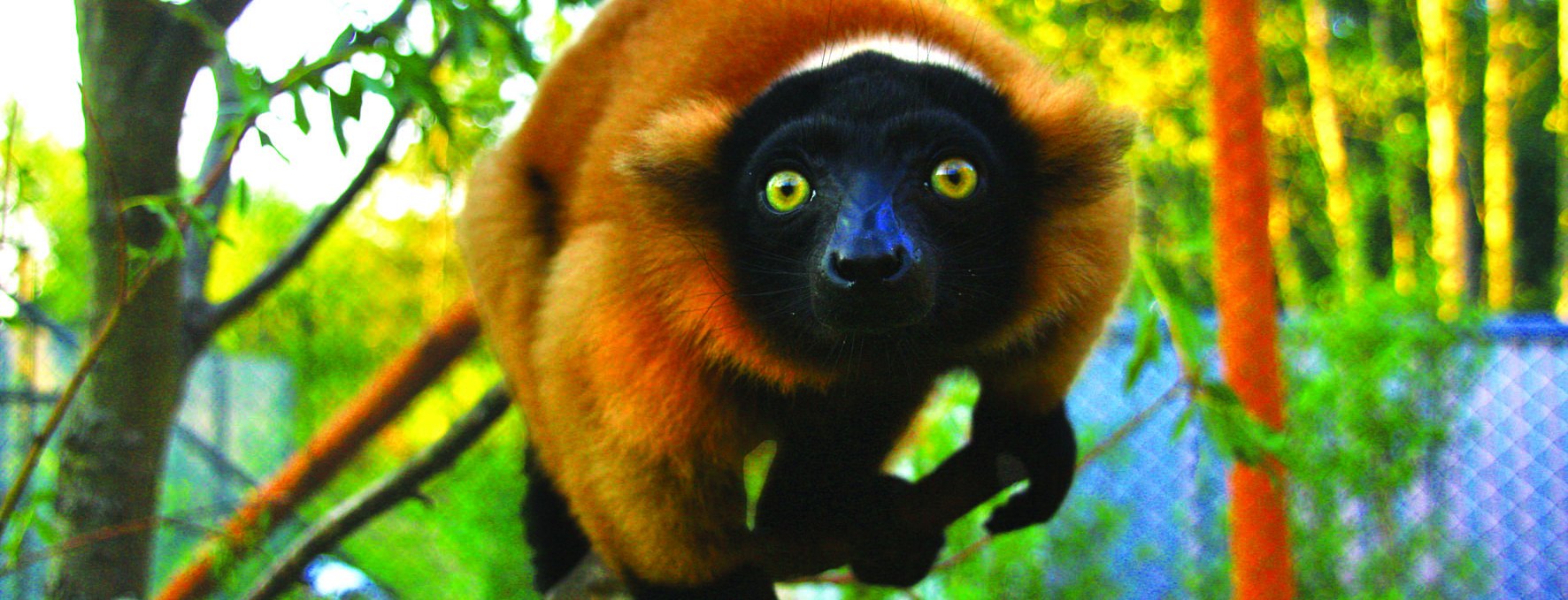 Rote Varis in der Madagaskaranlage, © Vogelpark Marlow/Zöger