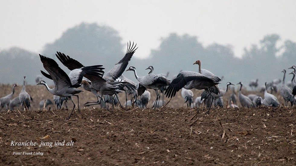 Kraniche auf dem Feld, © Frank Liebig