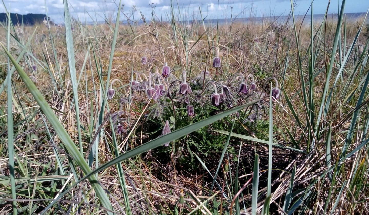 Kuhschelle in der Baaber Düne, © KV Baabe