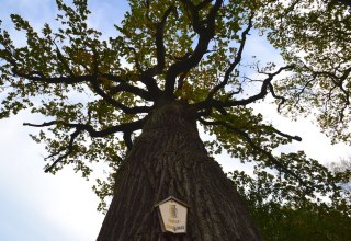 Stieleiche in Ketelshagen, © Tourismuszentrale Rügen