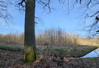 Seit 2011 wachsen die Bäume im Klimawald Koserow (Insel Usedom), © Landesforst MV