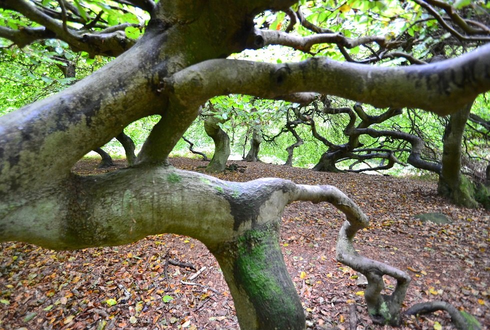 Krüppelbuchen im Waldpark Semper, © Tourismuszentrale Rügen